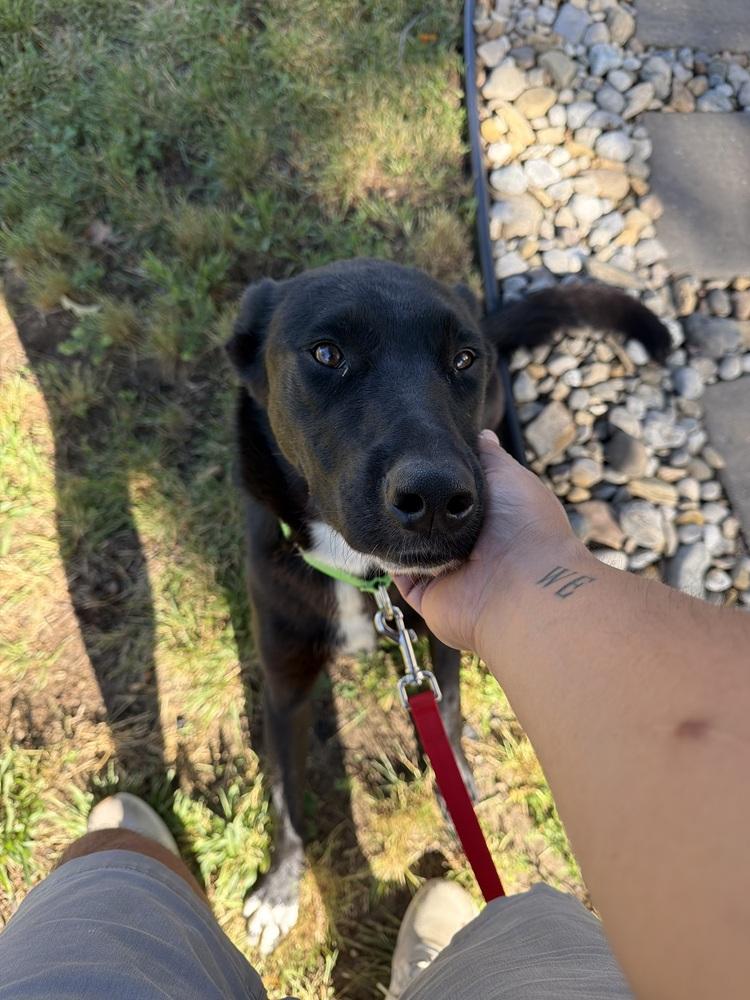 Akira, a Adoptable mixed breed in Willingboro, NJ image 3/6