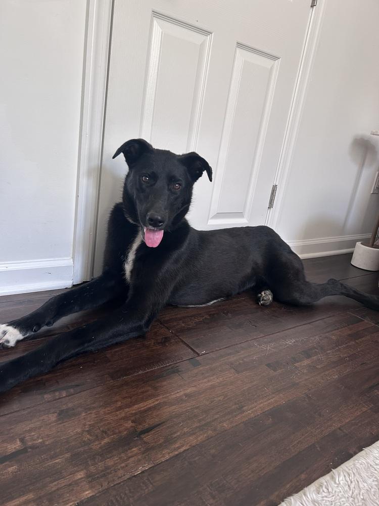 Akira, a Adoptable mixed breed in Willingboro, NJ image 5/6