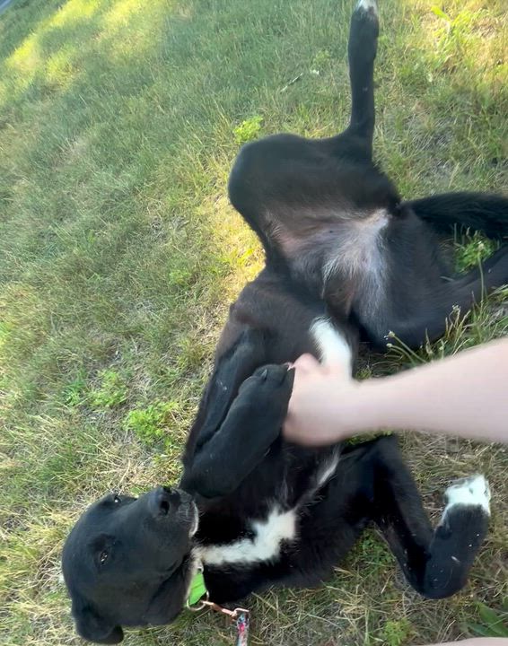 Enlarge Akira, a Adoptable mixed breed in Willingboro, NJ video 6/6