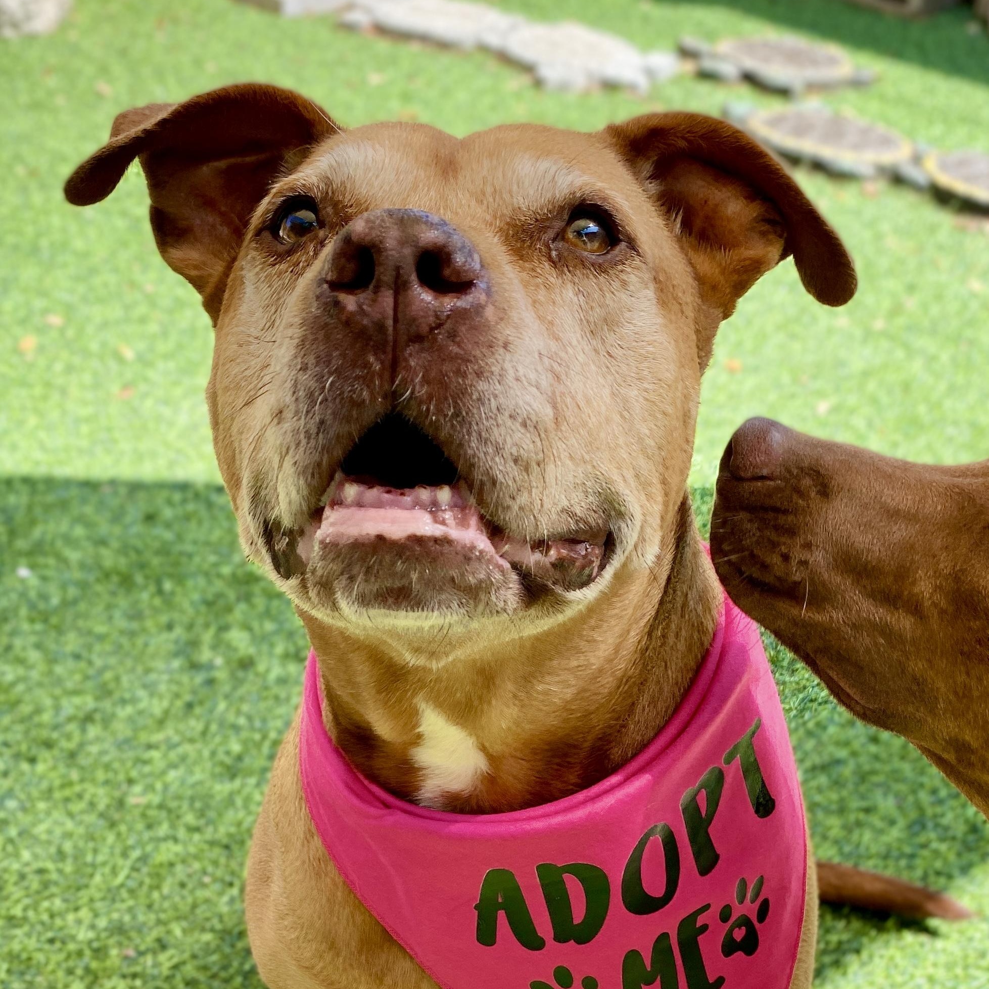 BROWNIE, Adoptable, Senior Female American Staffordshire Terrier.
