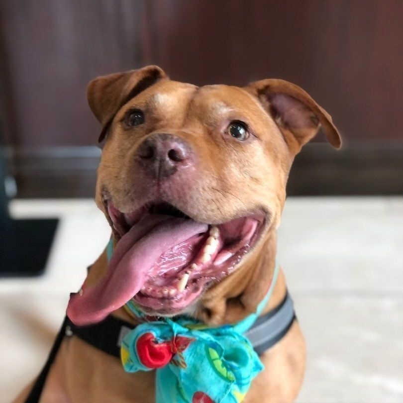 Enlarge BROWNIE, a Adoptable mixed breed in Largo, FL image 3/6