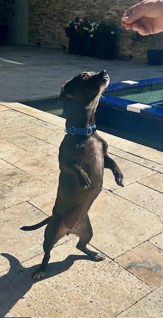 Enlarge Sasha, a ADOPTABLE Chiweenie in Palm City, FL image 6/6