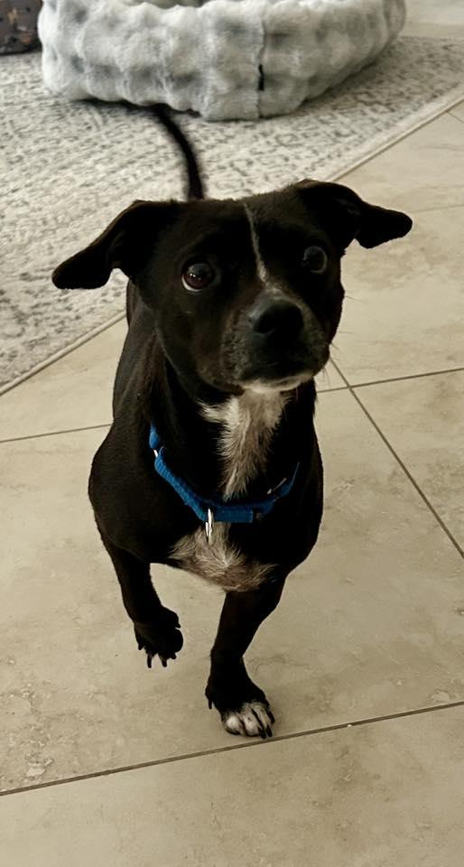 Enlarge Sasha, a ADOPTABLE Chiweenie in Palm City, FL image 5/6