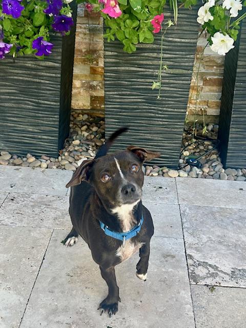 Enlarge Sasha, a ADOPTABLE Chiweenie in Palm City, FL image 4/6