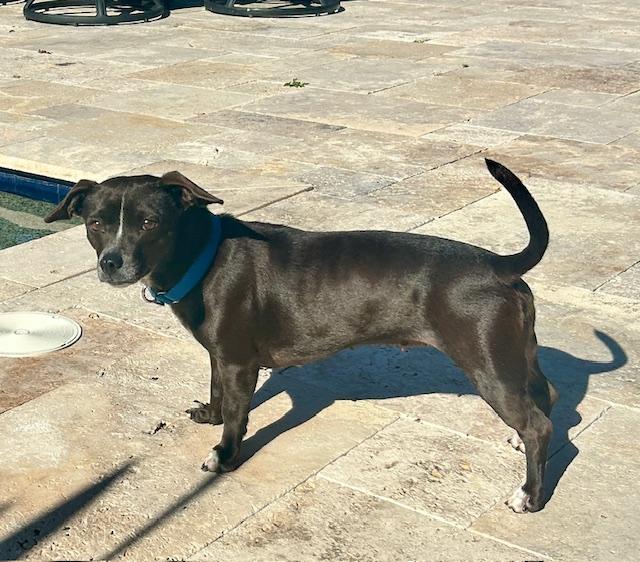 Enlarge Sasha, a ADOPTABLE Chiweenie in Palm City, FL image 3/6