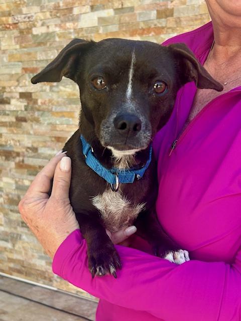 Enlarge Sasha, a ADOPTABLE Chiweenie in Palm City, FL image 1/6