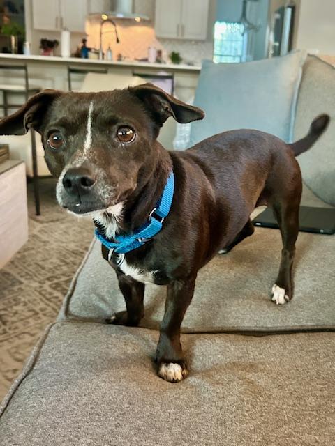 Enlarge Sasha, a ADOPTABLE Chiweenie in Palm City, FL image 2/6