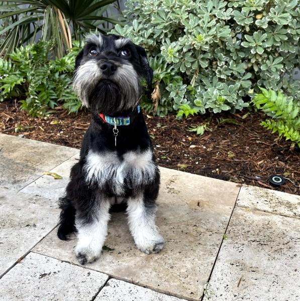 Mabel 2050, adopted, Young Female Miniature Schnauzer.