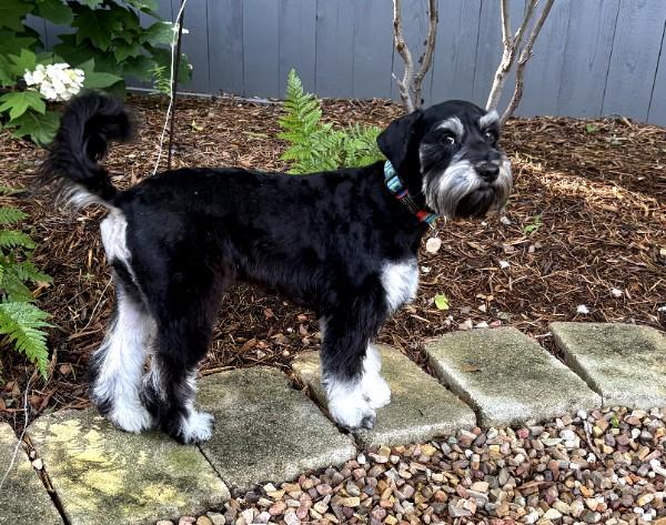 Mabel 2050, an adopted Miniature Schnauzer in Carrollton, TX image 2/4