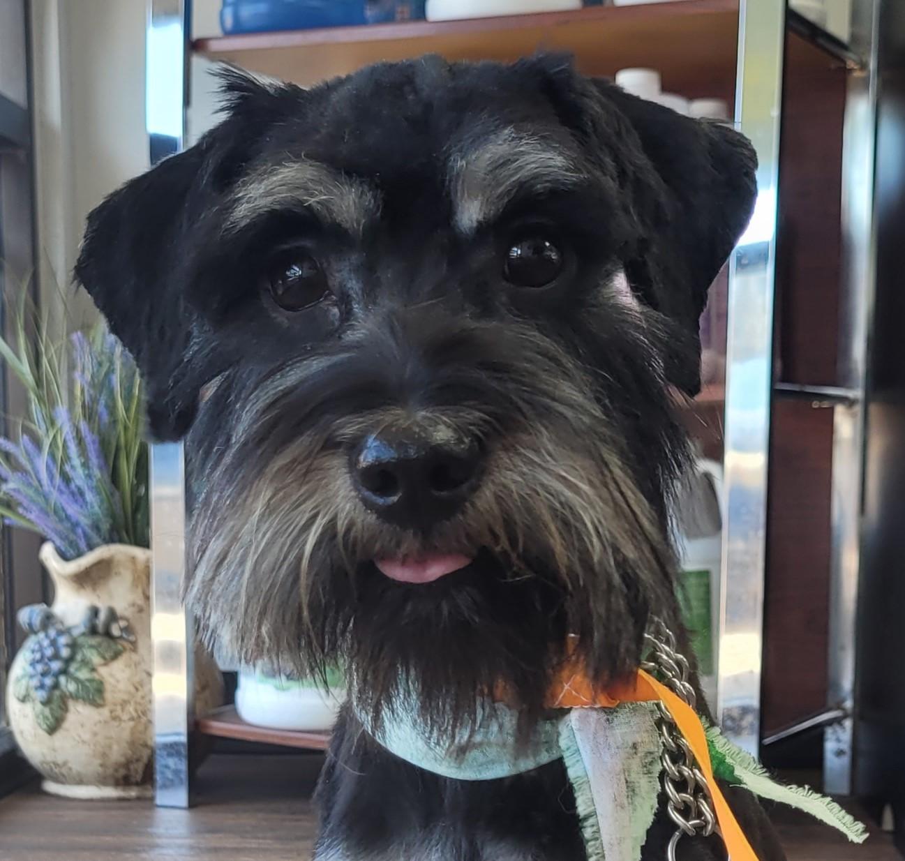Enlarge Mabel 2050, an adoptable Miniature Schnauzer in Carrollton, TX image 1/2