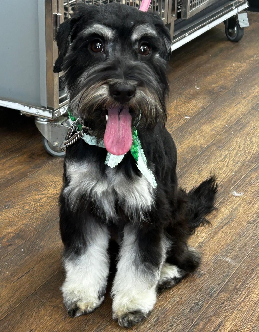 Enlarge Mabel 2050, an adoptable Miniature Schnauzer in Carrollton, TX image 2/2