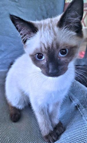 Mocha, Adopted, Kitten Female Siamese.