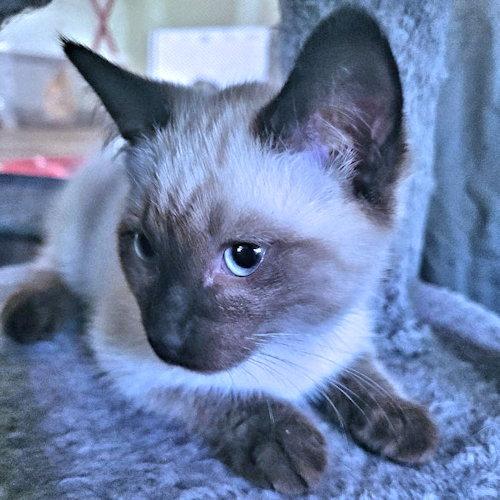 Mocha, a Adopted Siamese in Rutherfordton, NC image 2/3