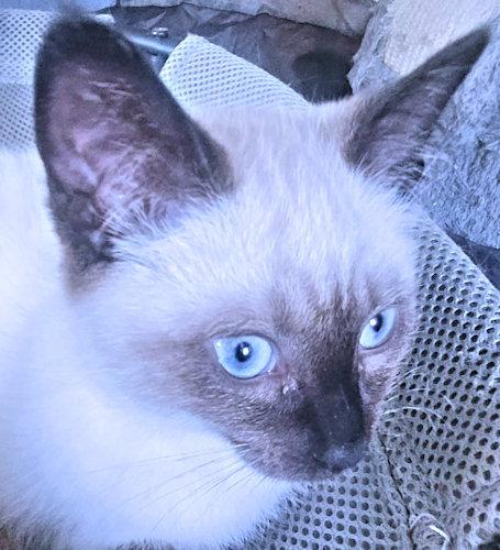 Mocha, a Adopted Siamese in Rutherfordton, NC image 3/3