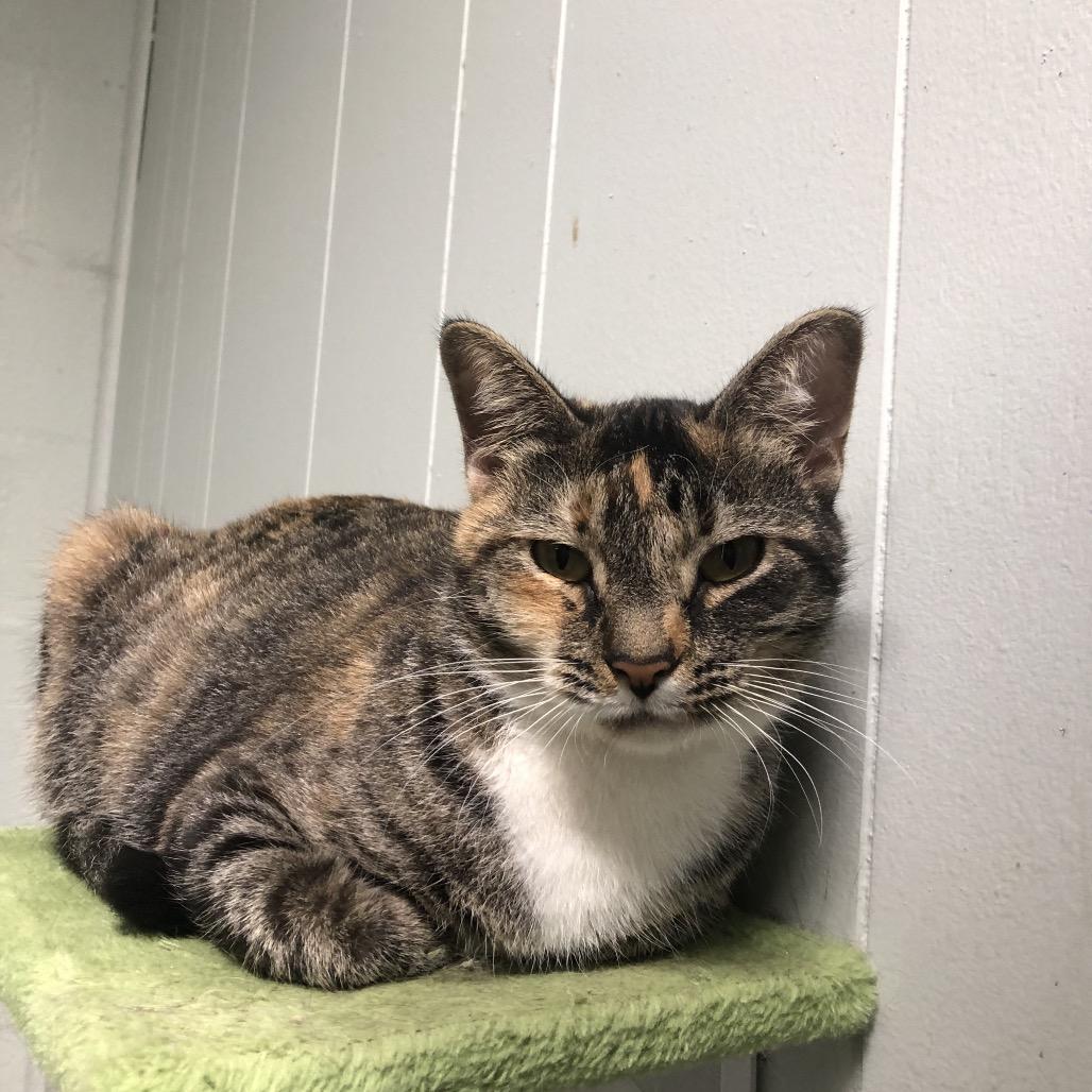 Hocus Pocus, Adoptable, Adult Female Domestic Medium Hair.