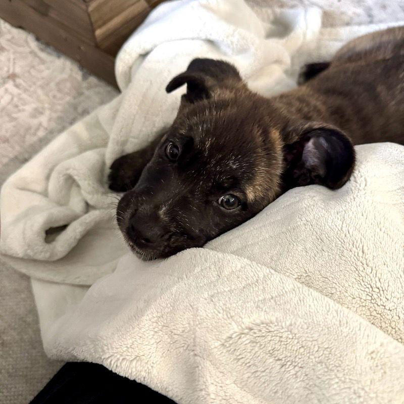 Pippa, Adoptable, Young Female American Staffordshire Terrier.