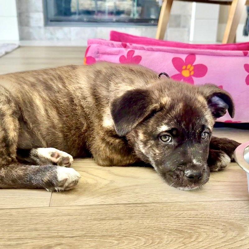 Pippa, Adoptable, Young Female American Staffordshire Terrier.