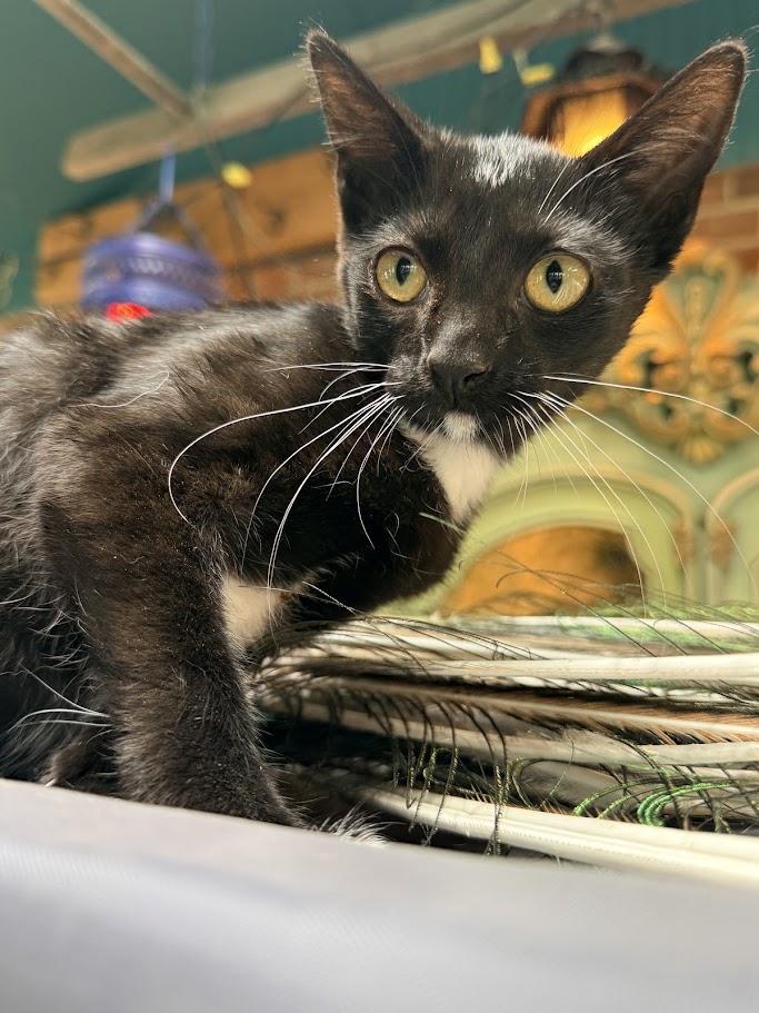 Enlarge Slippers, a ADOPTABLE American Shorthair in HOWELL, MI image 2/4