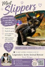 Enlarge Slippers, a ADOPTABLE American Shorthair in HOWELL, MI image 4/4