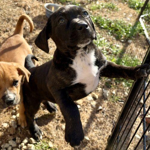 Kalani, a Adoptable mixed breed in Sanford, NC image 1/5