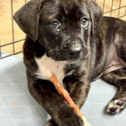 Kalani, a Adoptable mixed breed in Sanford, NC image 2/5