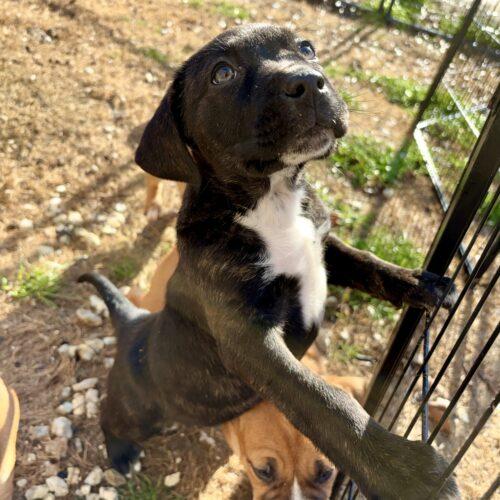 Kalani, a Adoptable mixed breed in Sanford, NC image 3/5