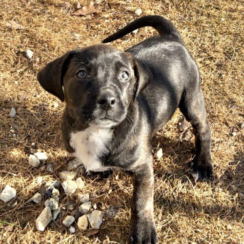 Kalani, a Adoptable mixed breed in Sanford, NC image 4/5