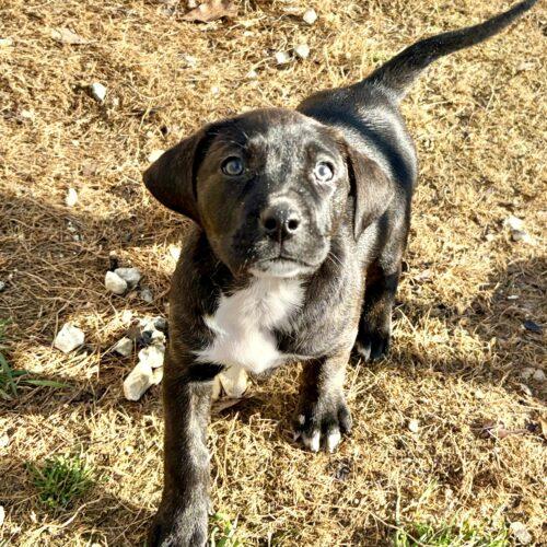 Kalani, a Adoptable mixed breed in Sanford, NC image 5/5