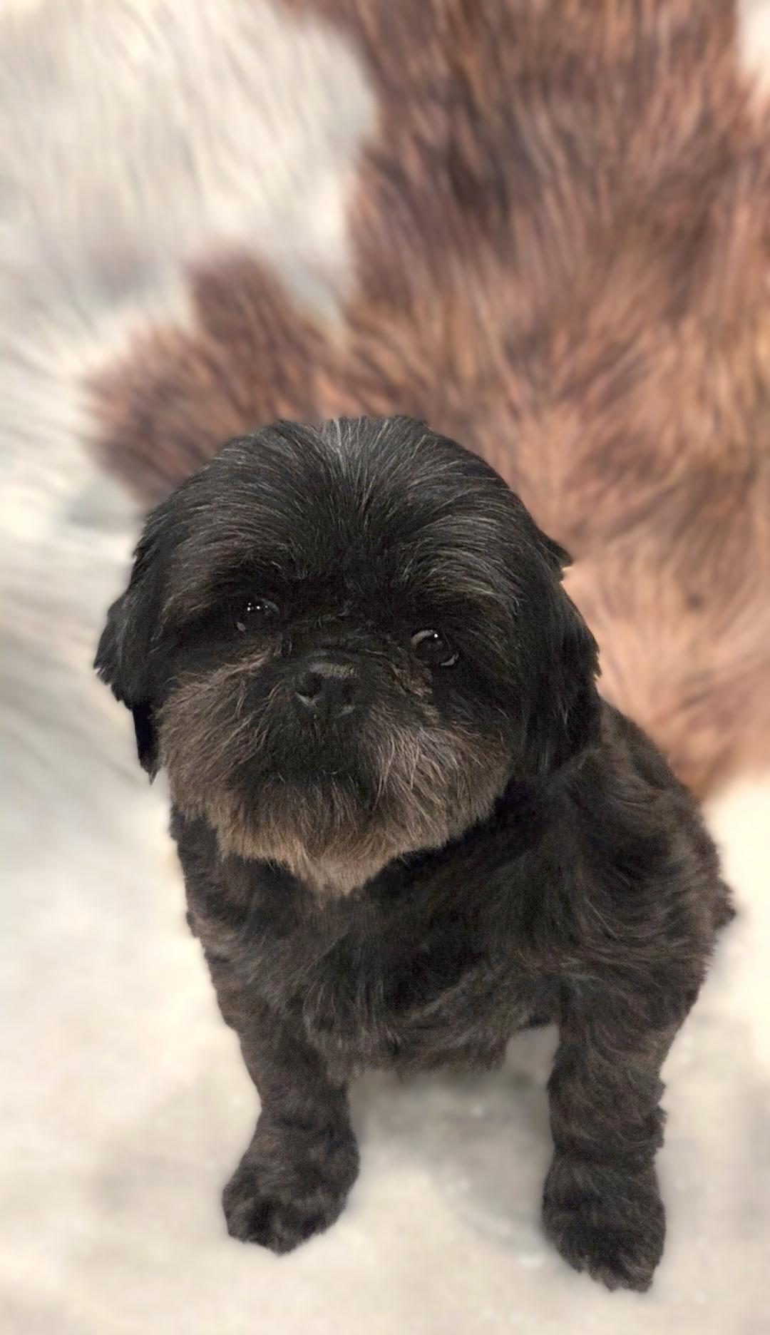 Enlarge Patti, a ADOPTABLE Shih Tzu in Bridgeton, MO image 5/5