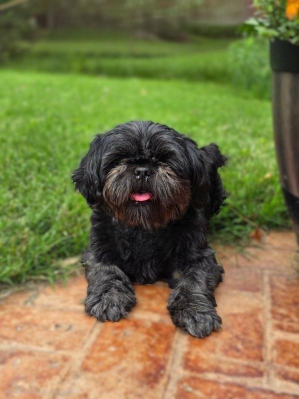 Patti, an adoptable Shih Tzu in Bridgeton, MO image 3/6