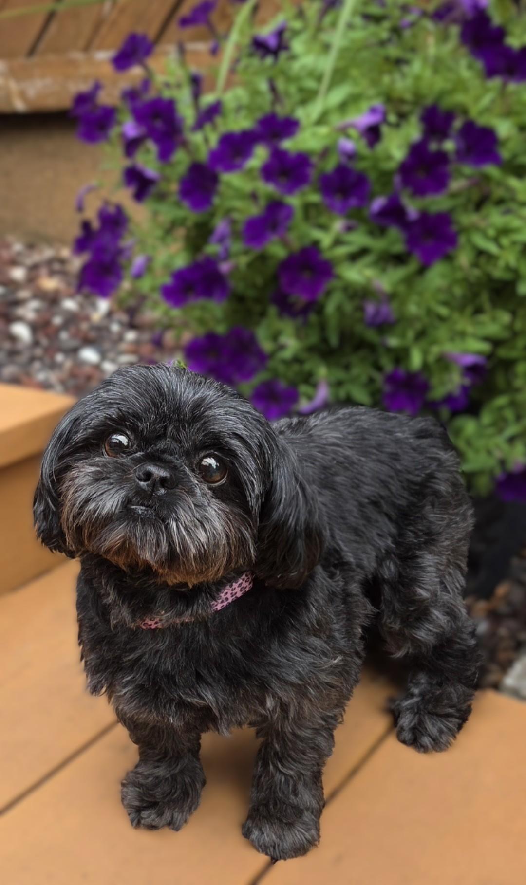 Patti, an adoptable Shih Tzu in Bridgeton, MO image 5/5