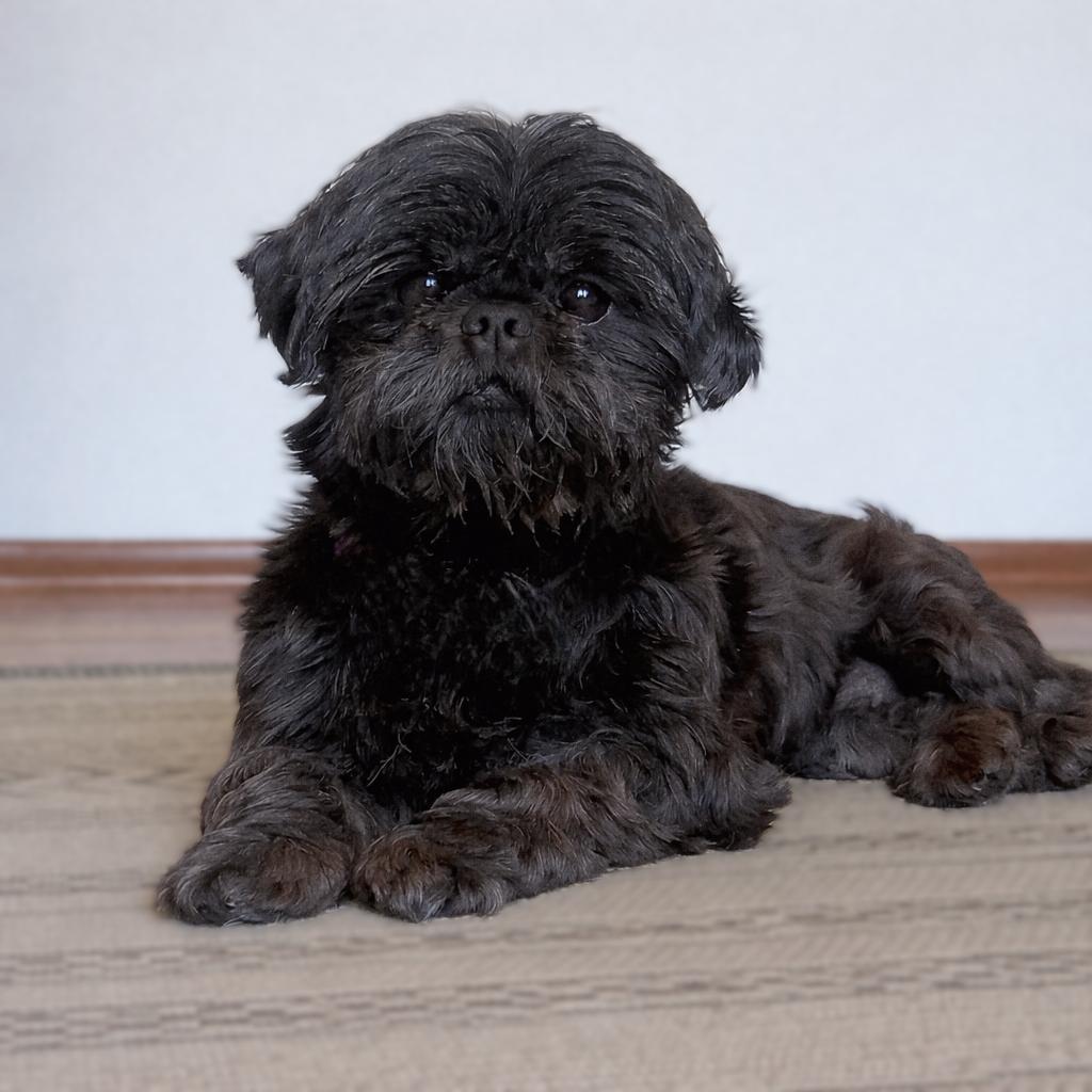 Enlarge Patti, a ADOPTABLE Shih Tzu in Bridgeton, MO image 1/5