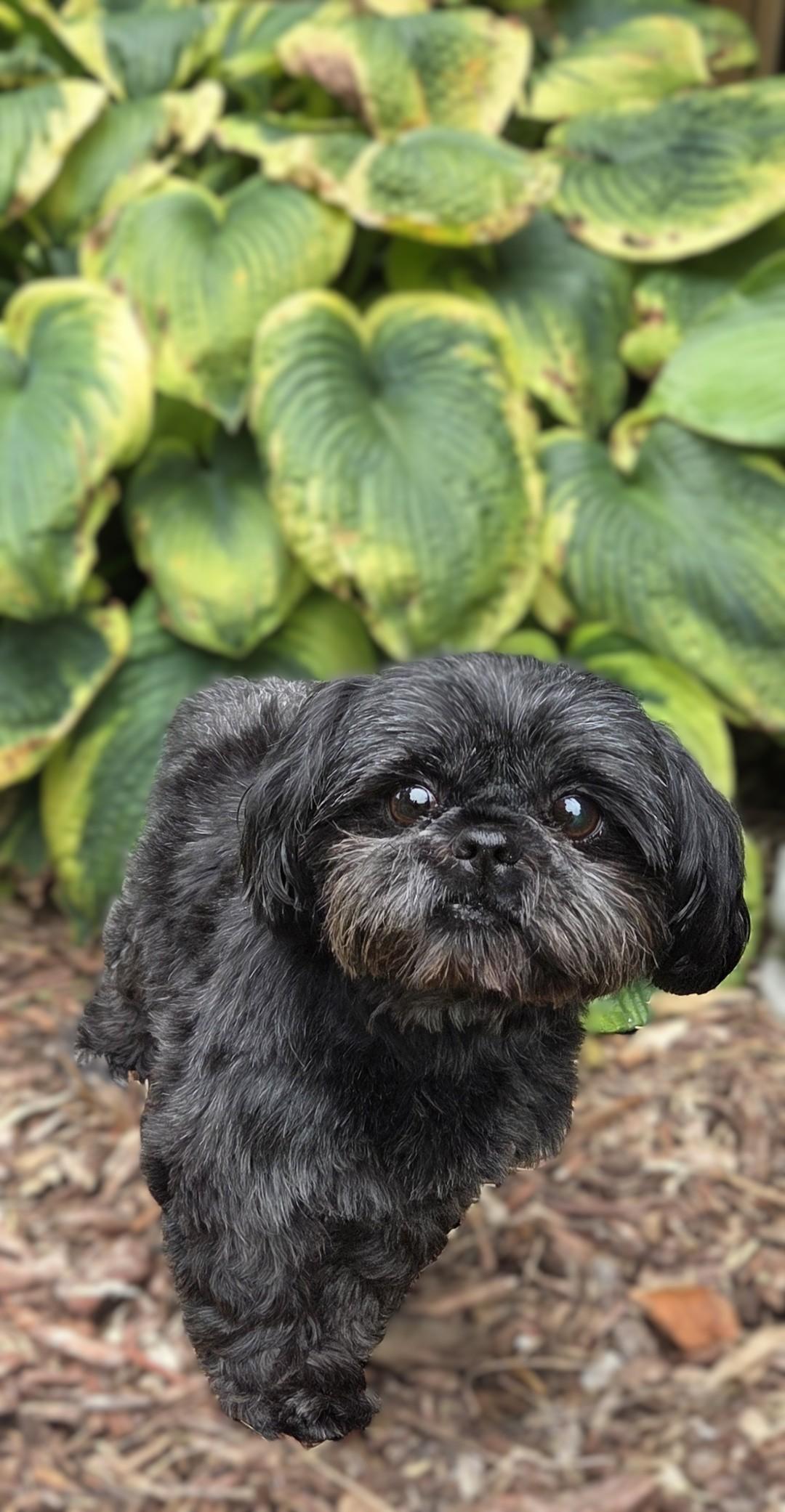 Patti, an adoptable Shih Tzu in Bridgeton, MO image 3/5