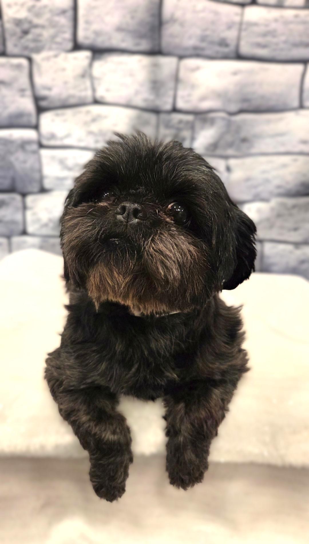 Enlarge Patti, a ADOPTABLE Shih Tzu in Bridgeton, MO image 3/5