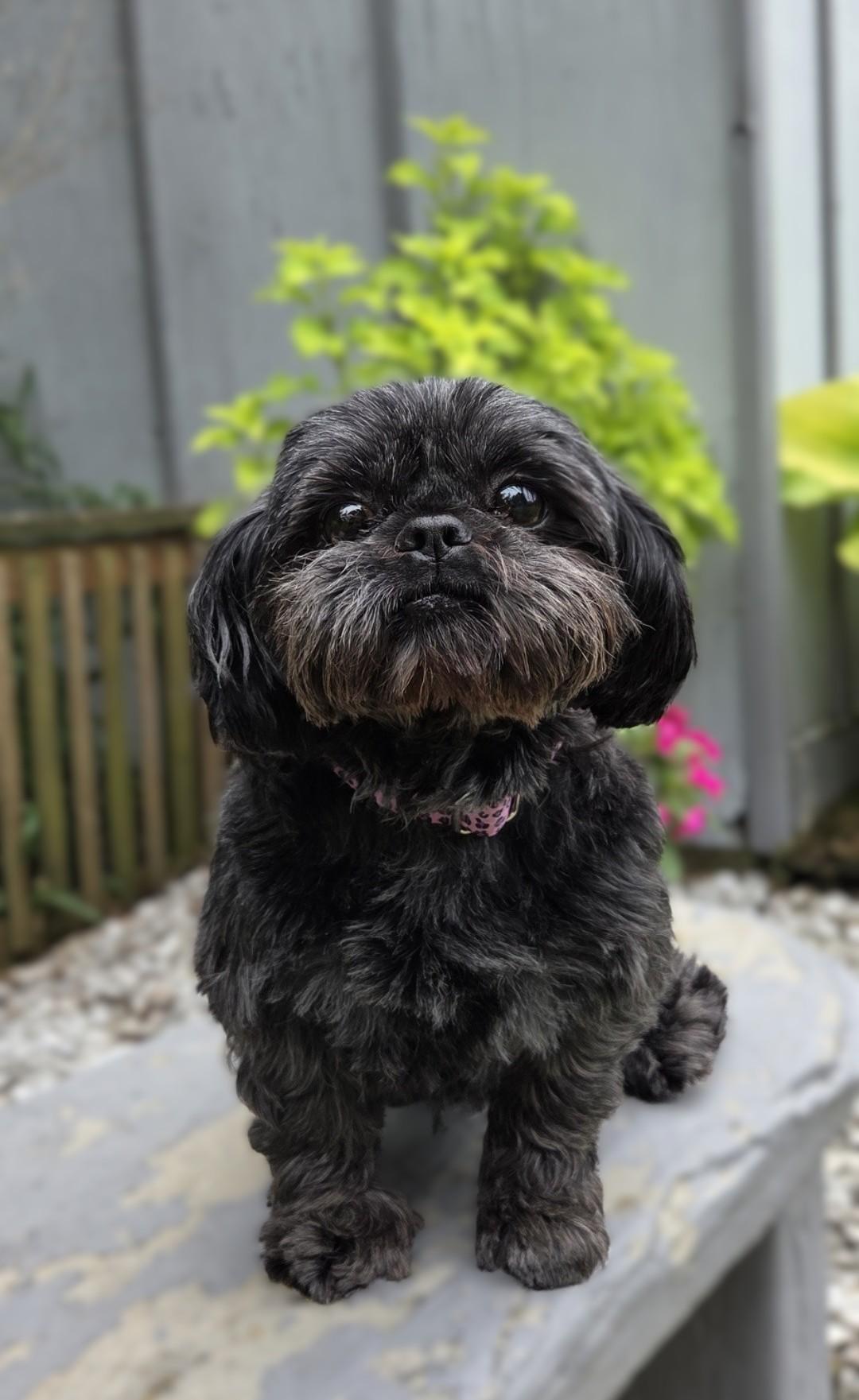 Patti, an adoptable Shih Tzu in Bridgeton, MO image 4/5