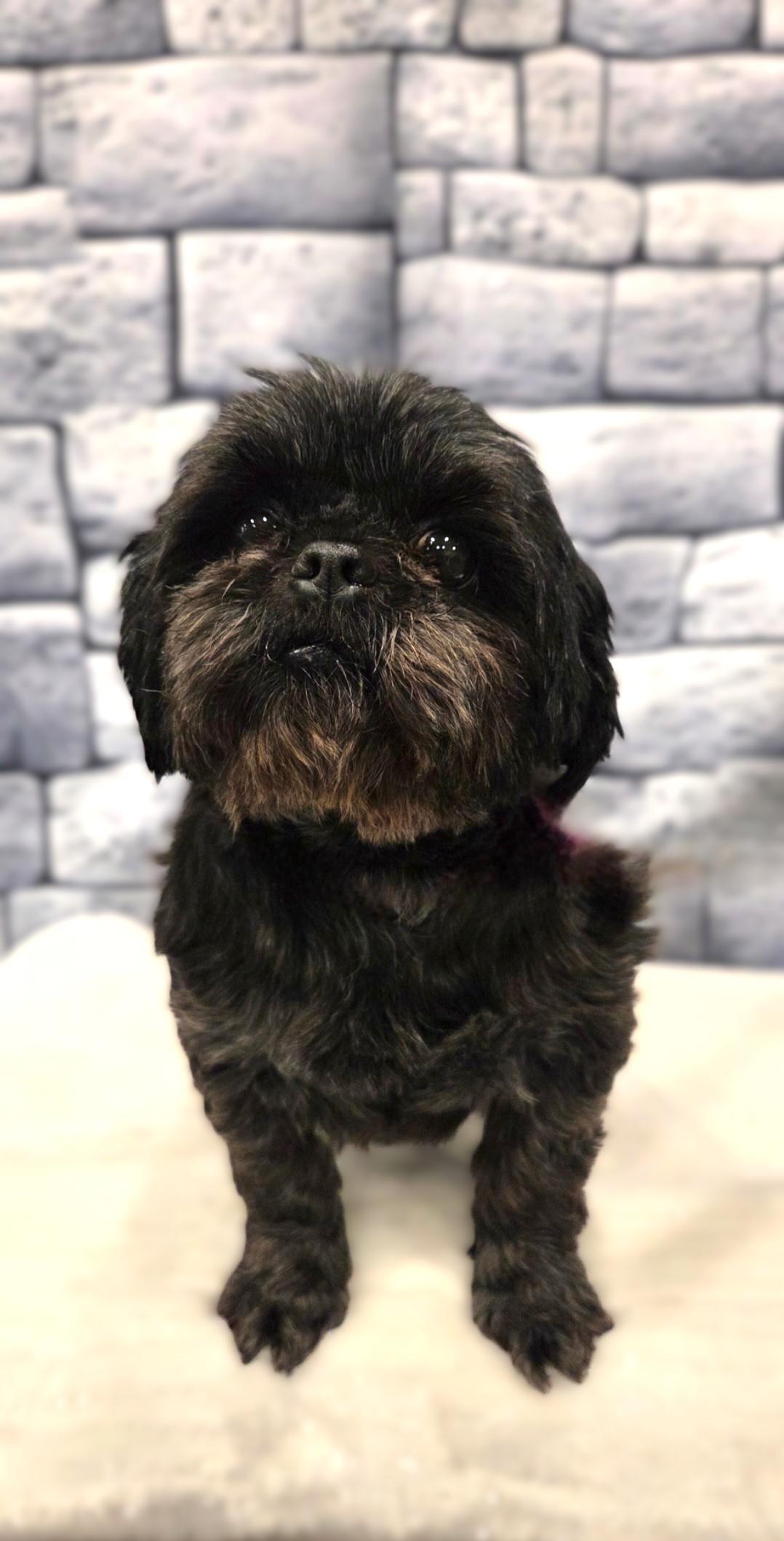 Enlarge Patti, a ADOPTABLE Shih Tzu in Bridgeton, MO image 4/5