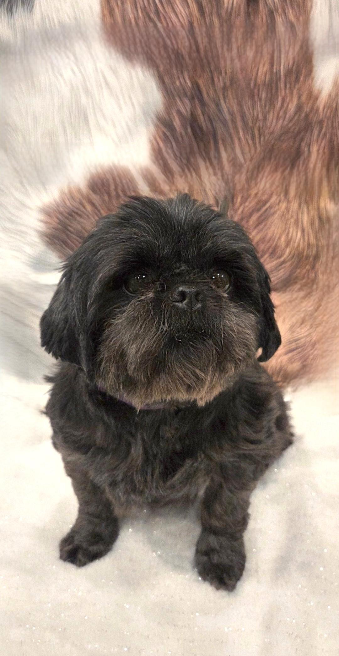 Enlarge Patti, a ADOPTABLE Shih Tzu in Bridgeton, MO image 2/5