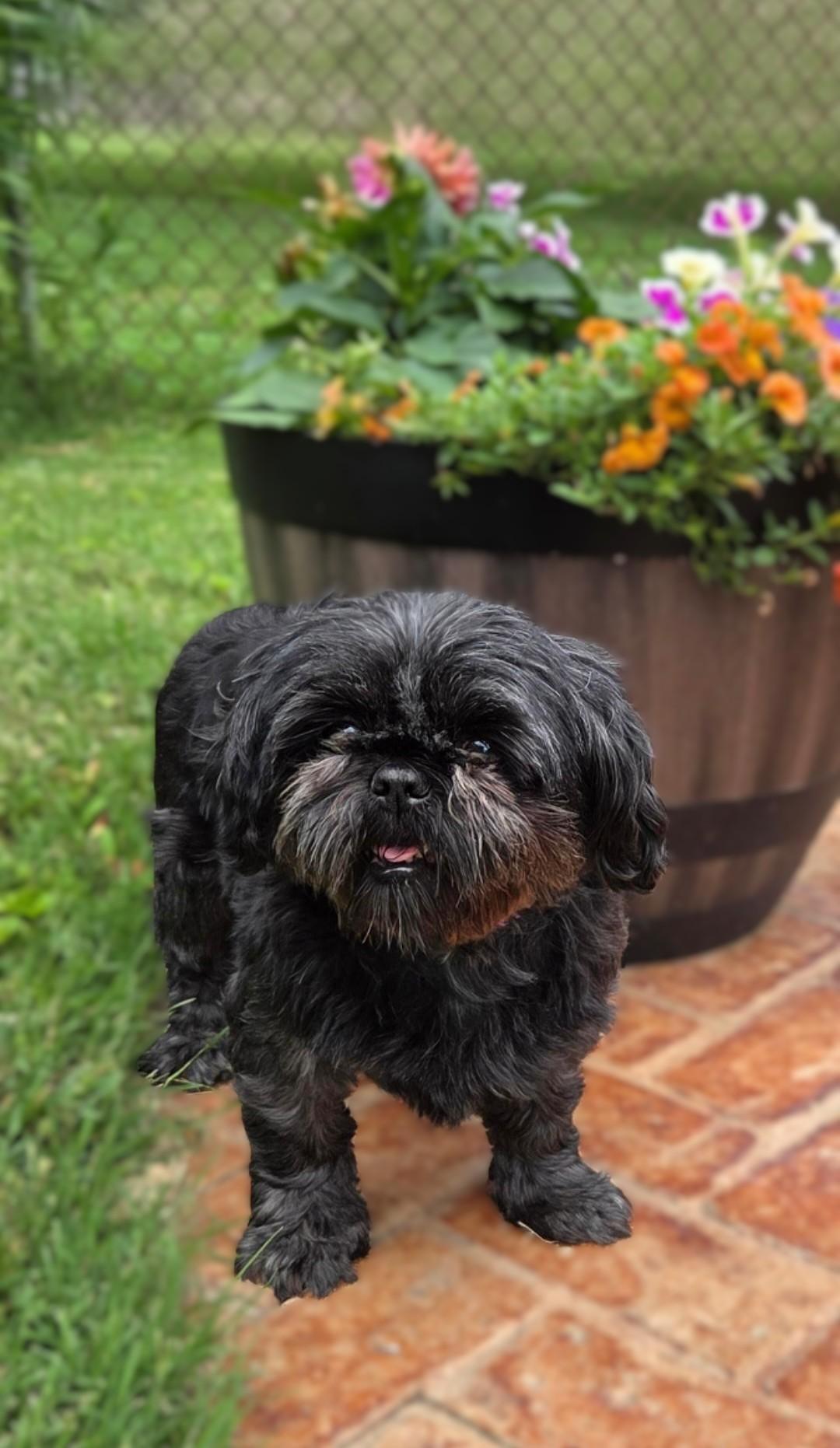 Patti, an adoptable Shih Tzu in Bridgeton, MO image 2/6