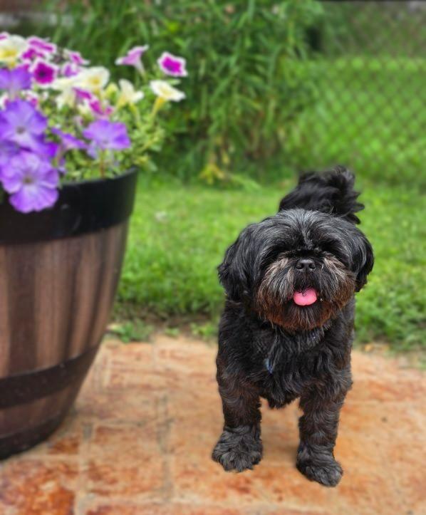 Patti, an adoptable Shih Tzu in Bridgeton, MO image 6/6