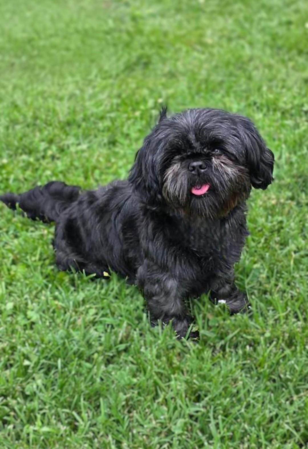 Patti, adoptable, Adult Female Shih Tzu.