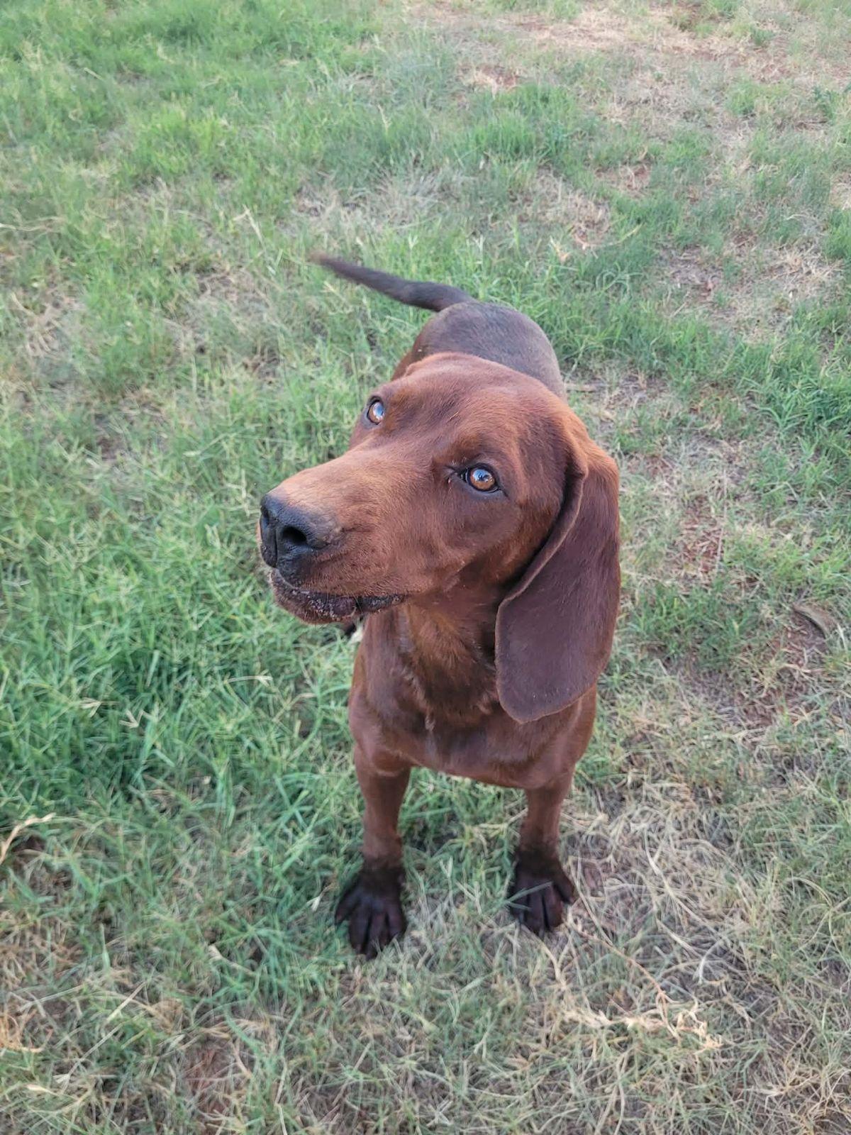 Enlarge Ranger Red, a Adoptable Redbone Coonhound in TULSA, OK image 1/6
