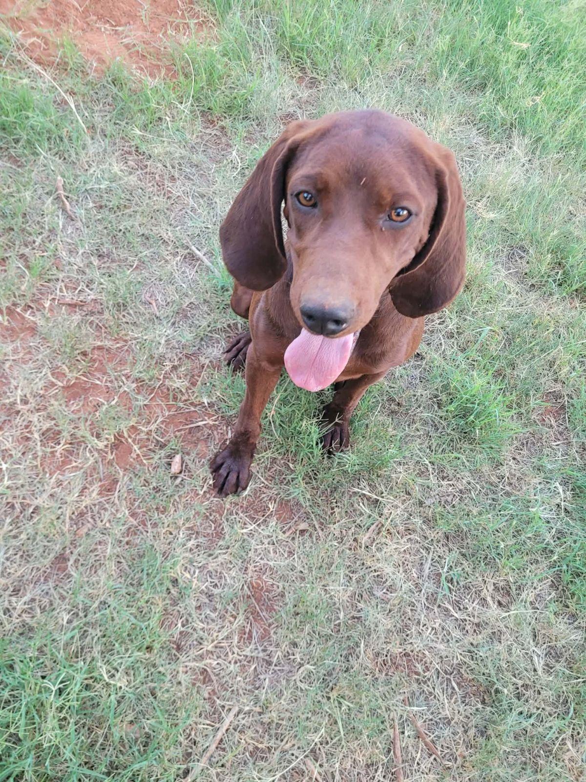 Enlarge Ranger Red, a Adoptable Redbone Coonhound in TULSA, OK image 2/6