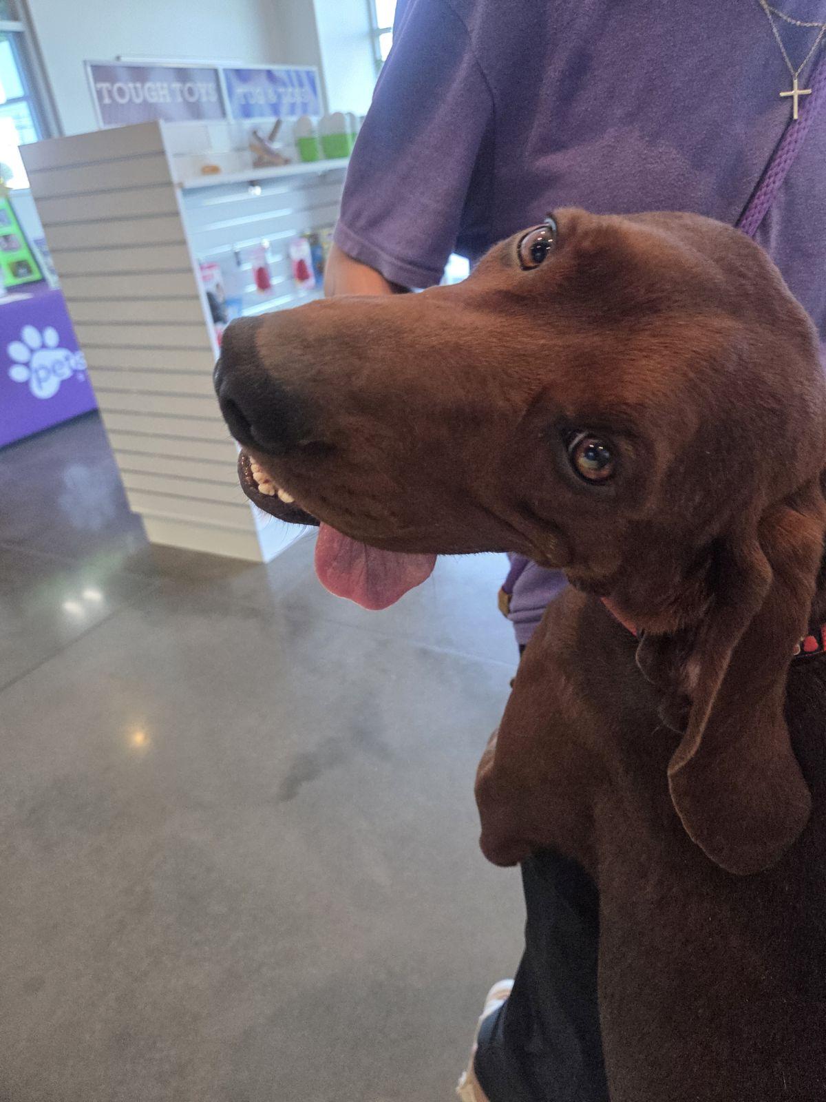 Enlarge Ranger Red, a Adoptable Redbone Coonhound in TULSA, OK image 3/6