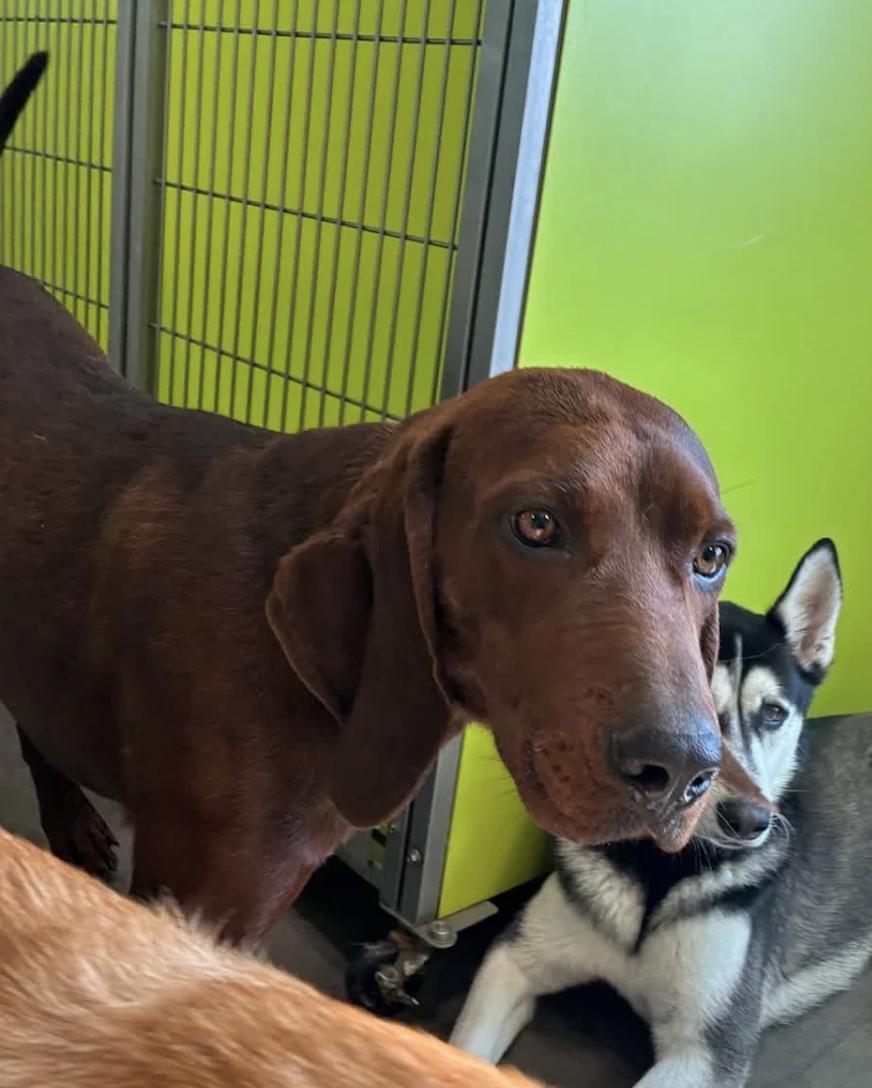 Enlarge Ranger Red, a Adoptable Redbone Coonhound in TULSA, OK image 4/6