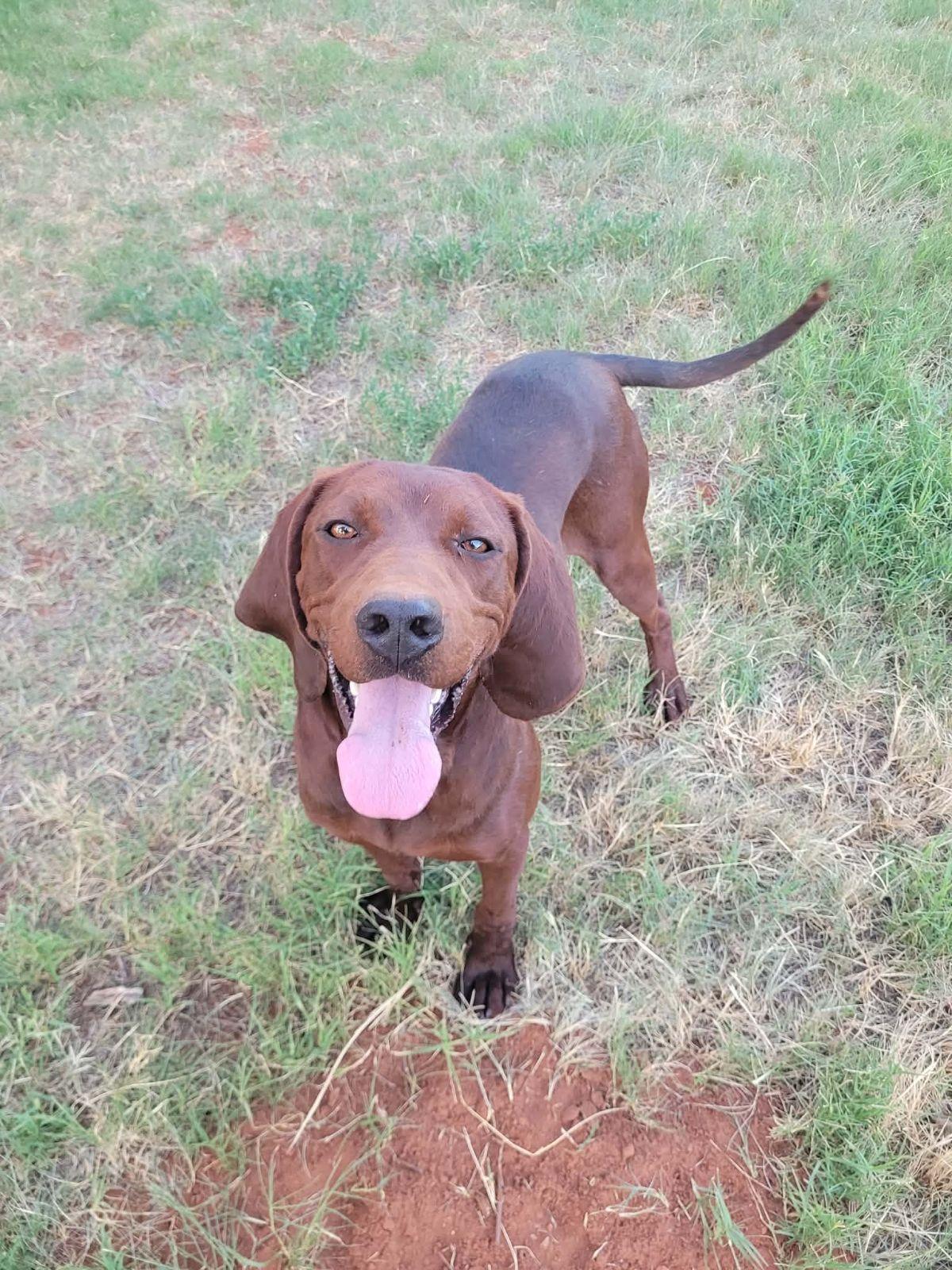 Enlarge Ranger Red, a Adoptable Redbone Coonhound in TULSA, OK image 5/6