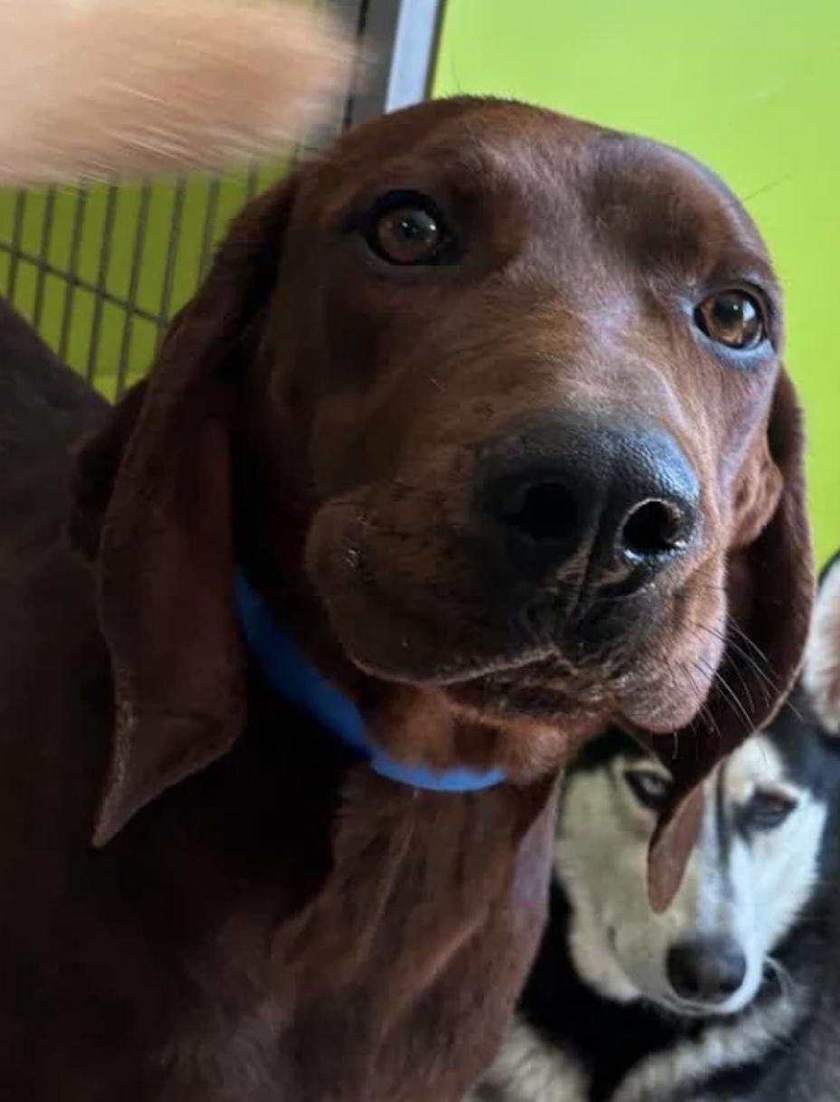 Enlarge Ranger Red, a Adoptable Redbone Coonhound in TULSA, OK image 6/6