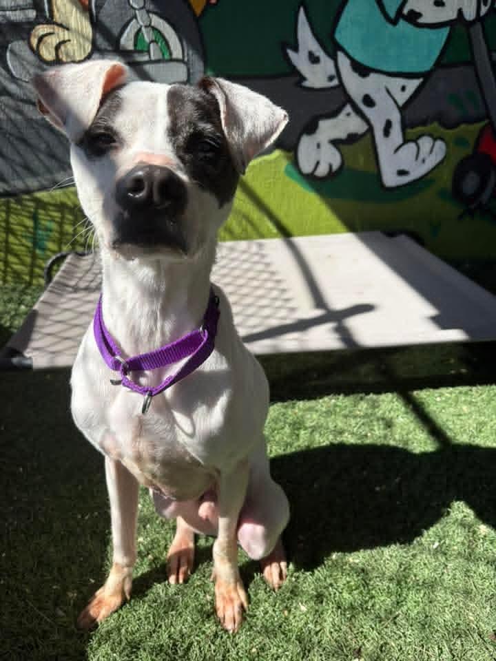 Enlarge BANDIT tinycauseadopt@gmail.com , an adopted mixed breed in Vandergrift, PA image 1/1