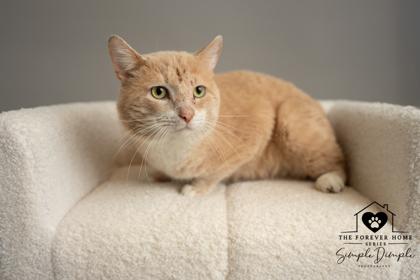 Enlarge McNugget, a Adoptable mixed breed in Lafayette, IN image 1/2