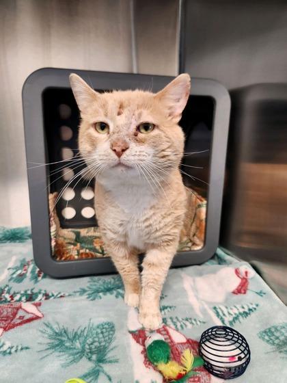 Enlarge McNugget, a Adoptable mixed breed in Lafayette, IN image 2/2