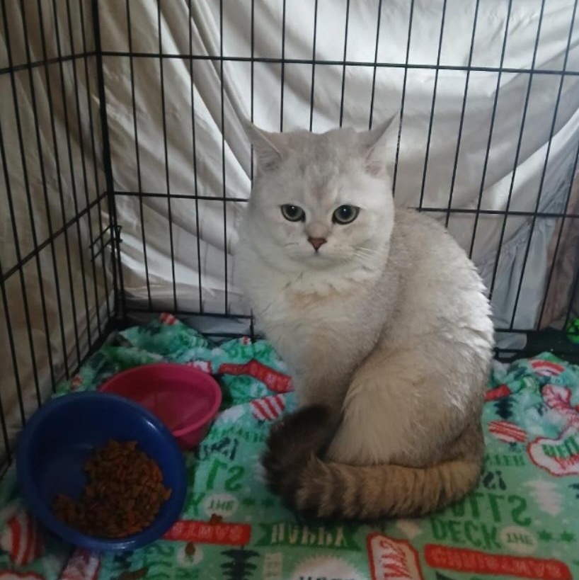 Meeko, ADOPTABLE, Young Male British Shorthair.